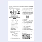 formato para prueba diagnóstica sexto grado