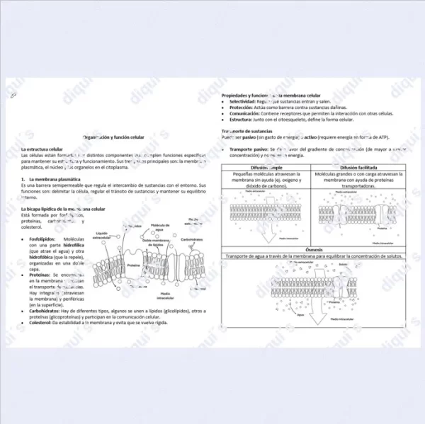 Organización y función celular