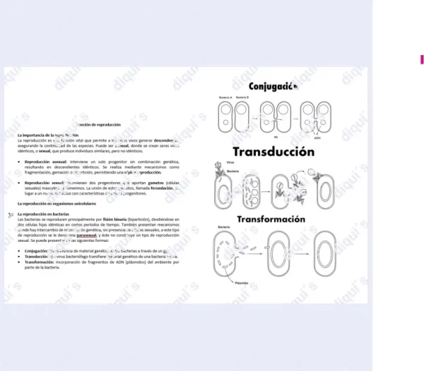 Función de reproducción-2